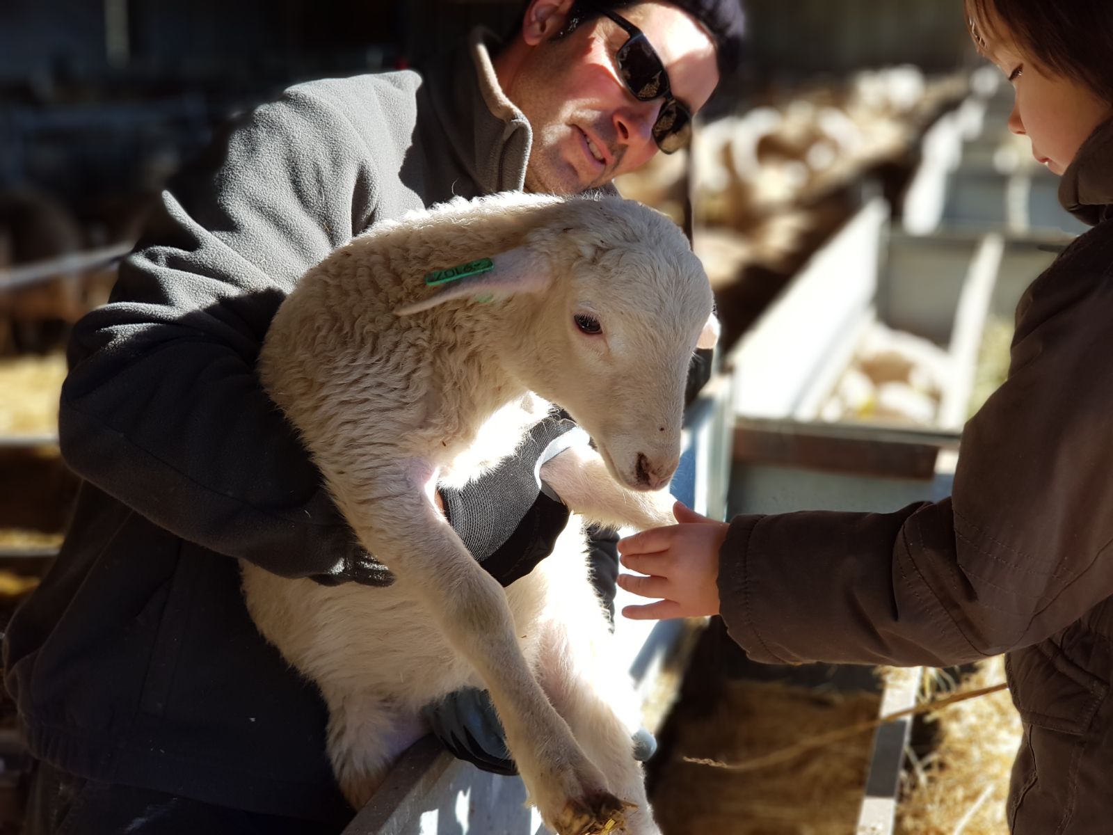 Un cordero en brazos durante la visita a la granja